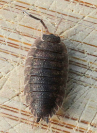European Woodlouse